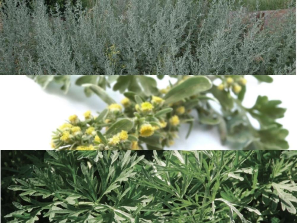 Wormwood (Artemisia absinthium): A Bitter Herb for Digestion, Liver Health, and Parasite Control Wormwood (Artemisia absinthium): A Bitter Herb for Digestion, Liver Health, and Parasite Control