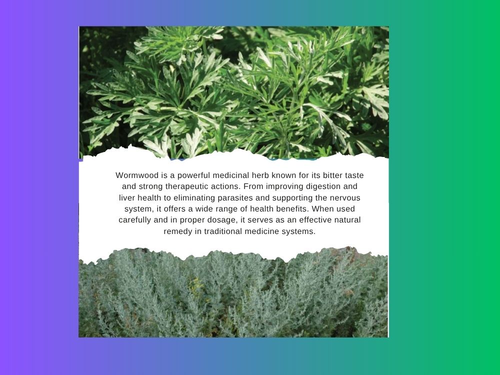artemisia absinthium