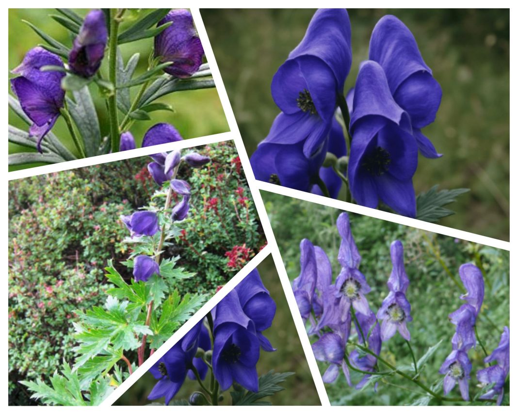 Aconitum-Falconeri