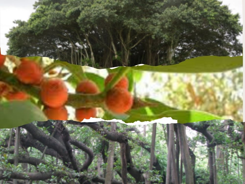 ficus-bengalensis