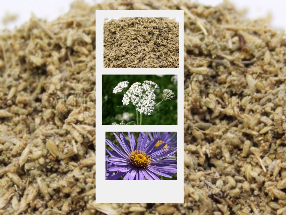 achillea millefolium