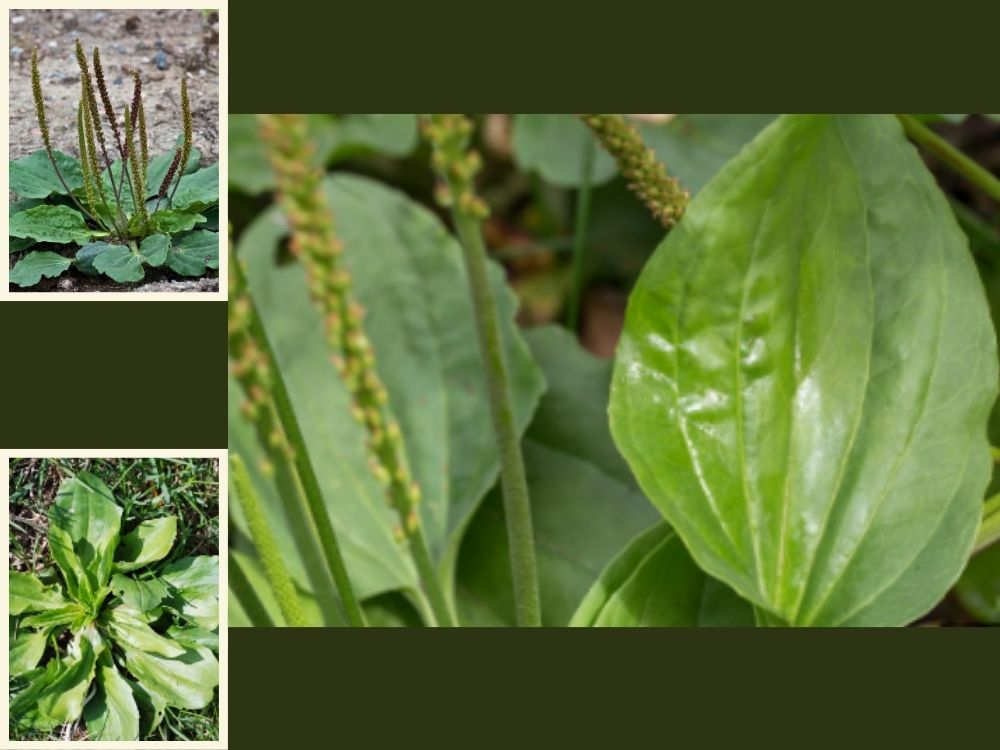 plnatago major linn plantaginacae