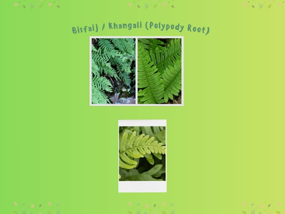 Polypodium vulgare polypoiaceae