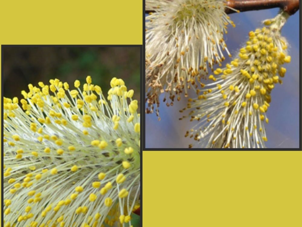 salix-caprea