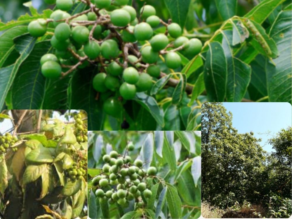 sapindus trifoloiatus