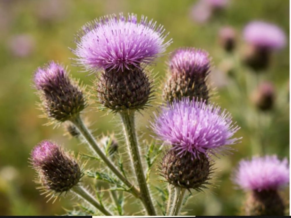 tricholepis glaberrima