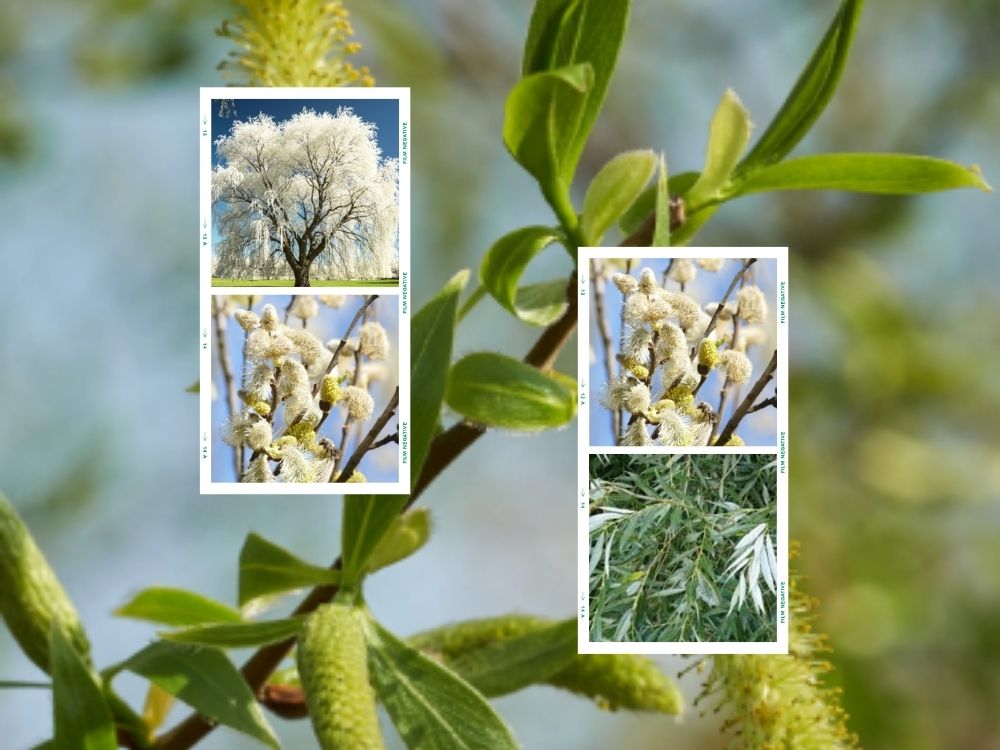salix alba