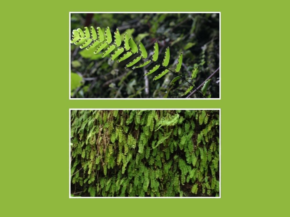 Maidenhair Fern (Adiantum Species) Adiatum-Lunulatum