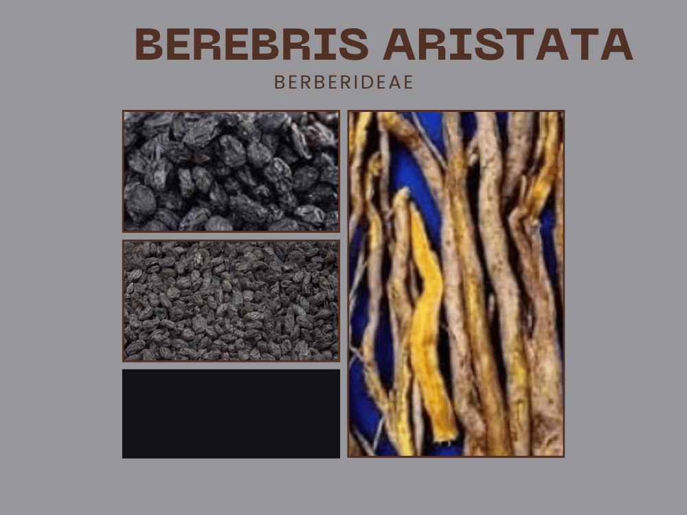 BEREBRIS ARISTATA