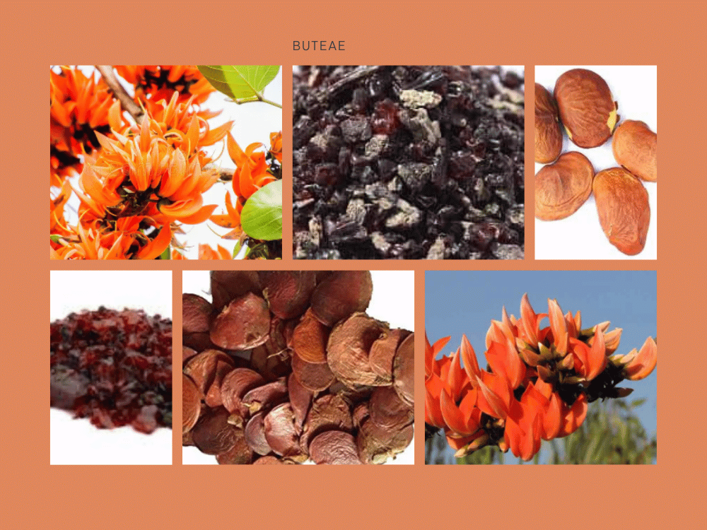 BUTEA-SEMINA-GUMMI-MONO-SPERMA