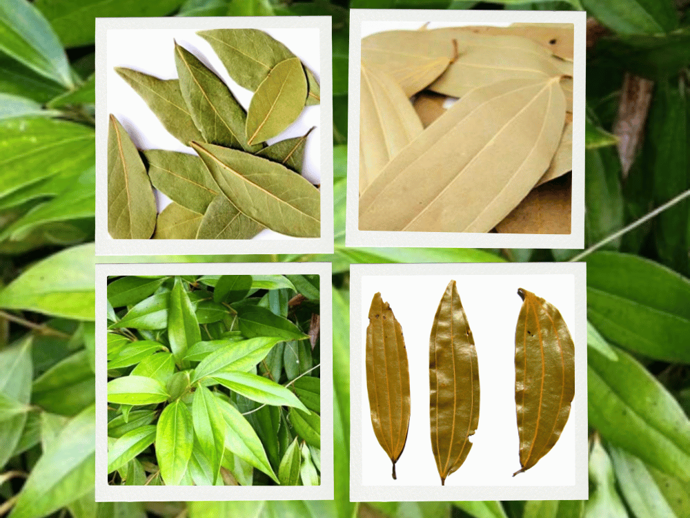CINNAMOMUM-TAMALA