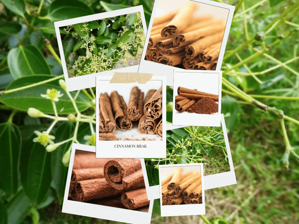 Cinnamomum zeylanicum: Description, Characteristics, and Importance CINNAMOMUM ZEYLANICUM LAURACEAE