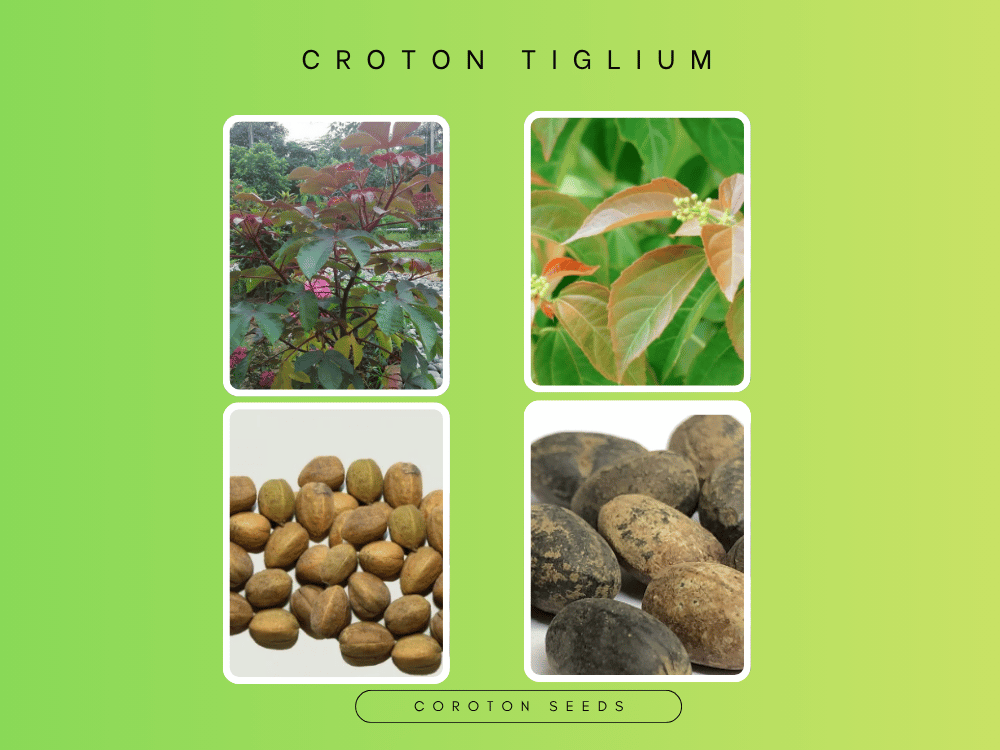 Croton Tiglium (Jamal Gota) EUPHORBIACECA