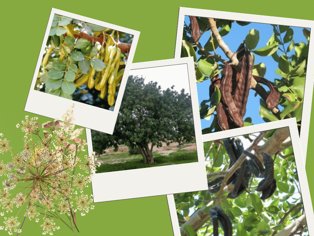 Carob (Ceratonia siliqua) Carob (Ceratonia siliqua)