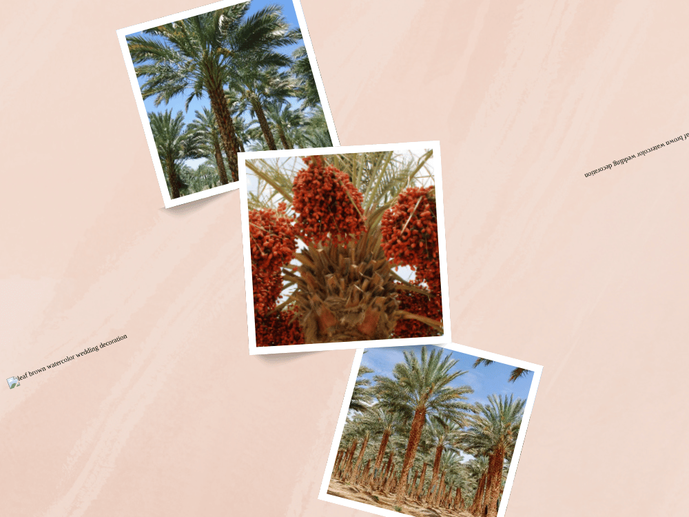 Date (Phoenix dactylifera) DATES PHOENIX DACTYLIFERA