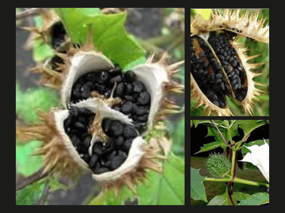 Datura stramonium (Dhatura) Datura-Stramonium