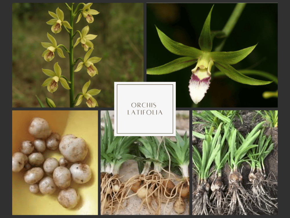 Saalab Misri (Salep) Orchis Latifolia Elopia campestris
