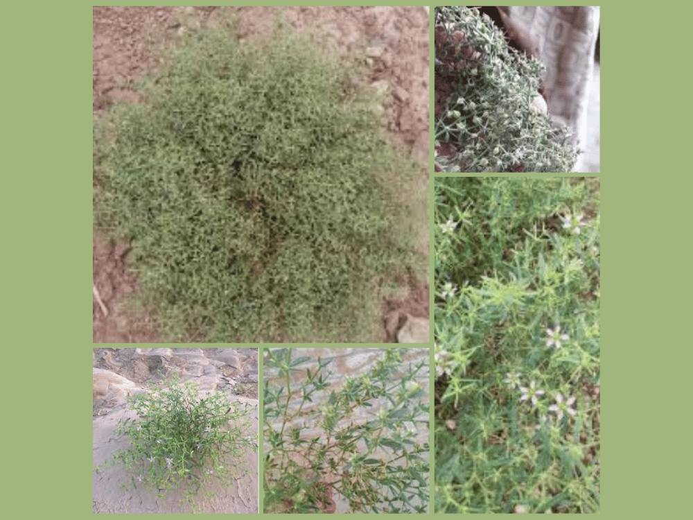 Fagonia (Fagonia arabica) FADONIA ARABICA