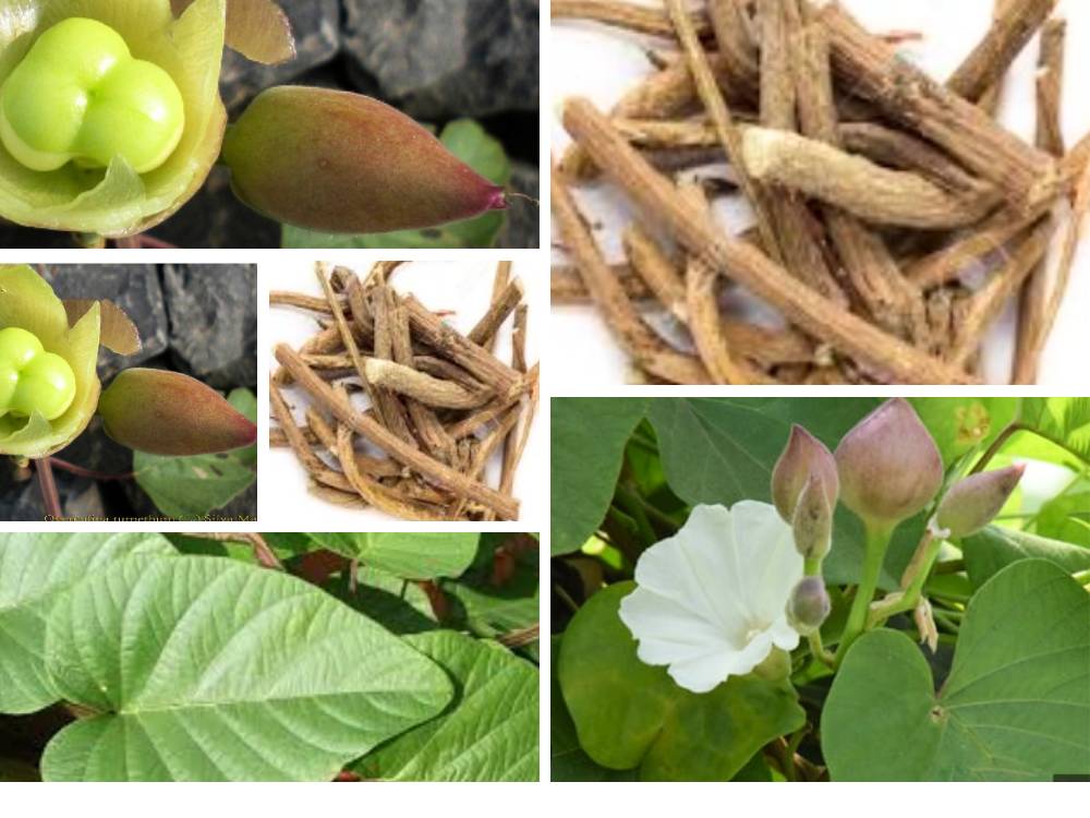 Turbud (Operculina turpethum) Ipomea Turpetum