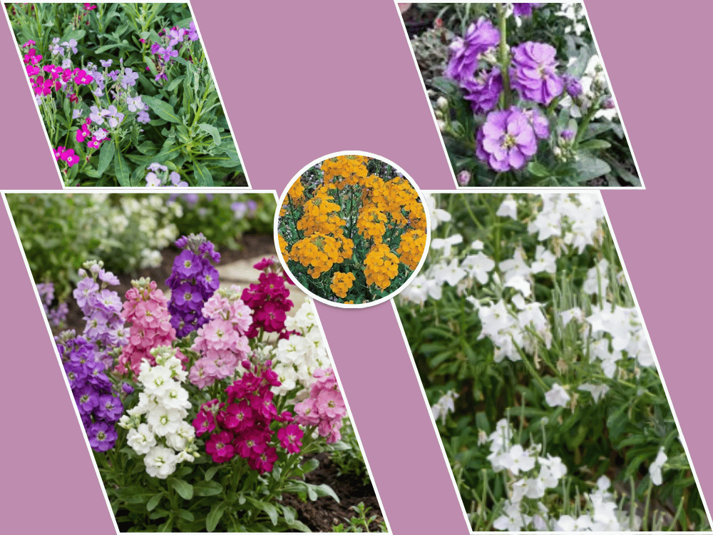 Wallflower / Hoary Stock (Matthiola incana / Cheiranthus cheiri) Wallflower
