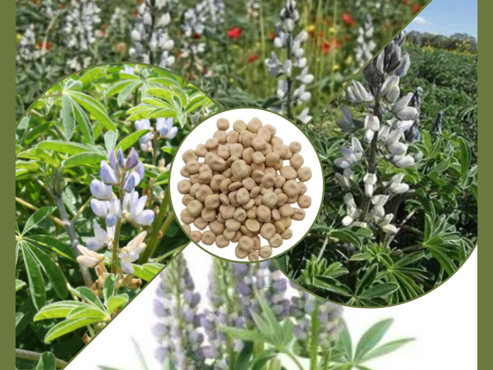 Lupin (Lupine) lupinus Albus