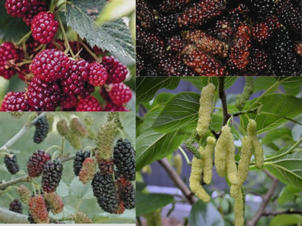 Mulberry (Toot / Shahtoot) Morus Alba mullberry