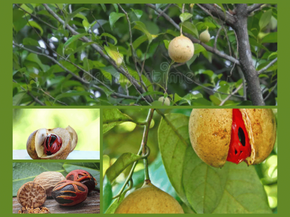 Nutmeg (Myristica fragrans) Myristica Frarans