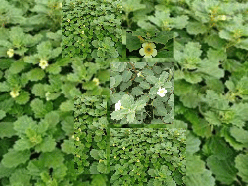 Pedalium murex (Bara Gokhru) PEDALIUM-MUREX-PEDALIACEAE