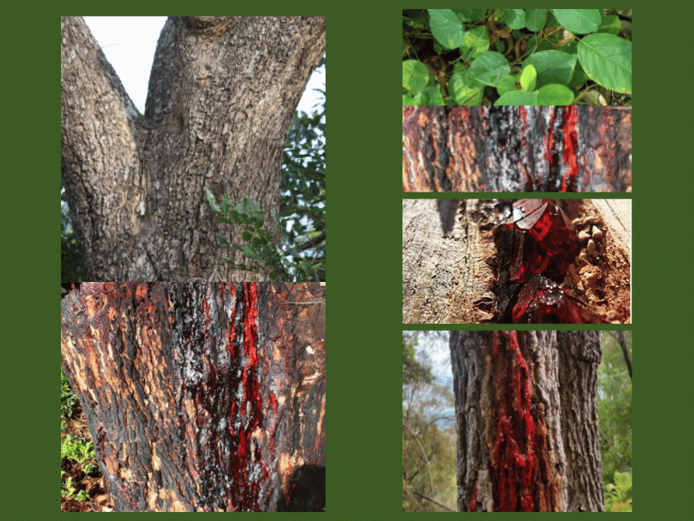 Pterocarpus marsupium: Gum (Vijaya Sar), Properties, and Uses PTEROCARPUS MARSUPIUM