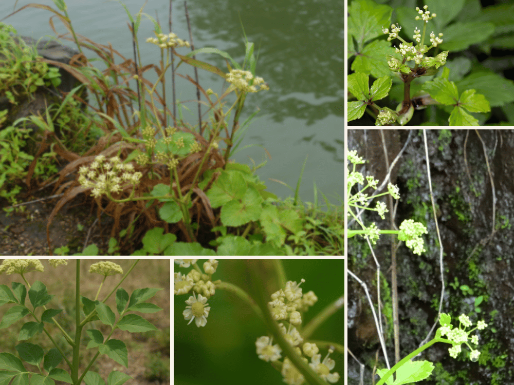 Peucedanum grande: Description, Properties, and Traditional Uses Peucedanum grande: Description, Properties, and Traditional Uses