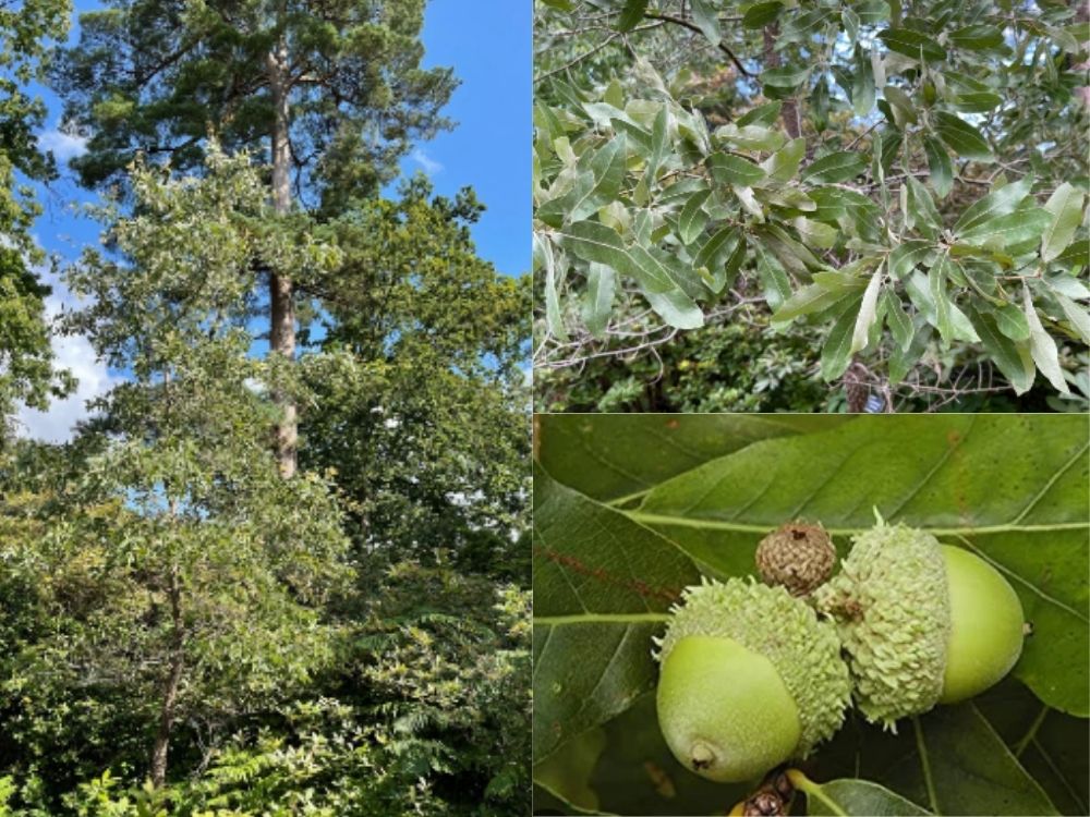 Oak Tree (Quercus incana) Quercus - incana