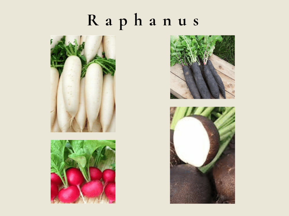 Raphanus Linn. (Radish) Raphanus