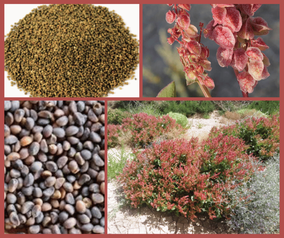 Rumex vasicarius (Khatta Palak / Sorrel) Sorrel Seeds/Rumex vasicarius
