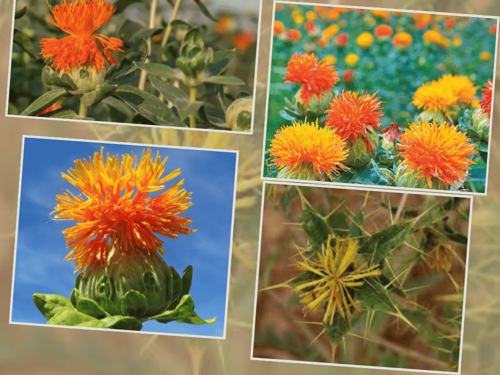 Safflower (Carthamus tinctorius) SAFFLOWER CARTHAMUS TINCTORIUS