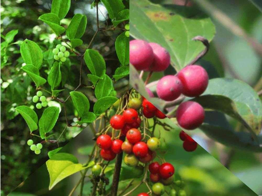 Smilax china (China Root / Chob Chini) SMILAX-CHINA-LILIACEAE