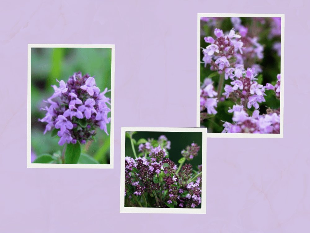 Thymus serpyllum (Wild Thyme / Mountain Mint) THYMUS-SERPYLLUMVLABIATAE