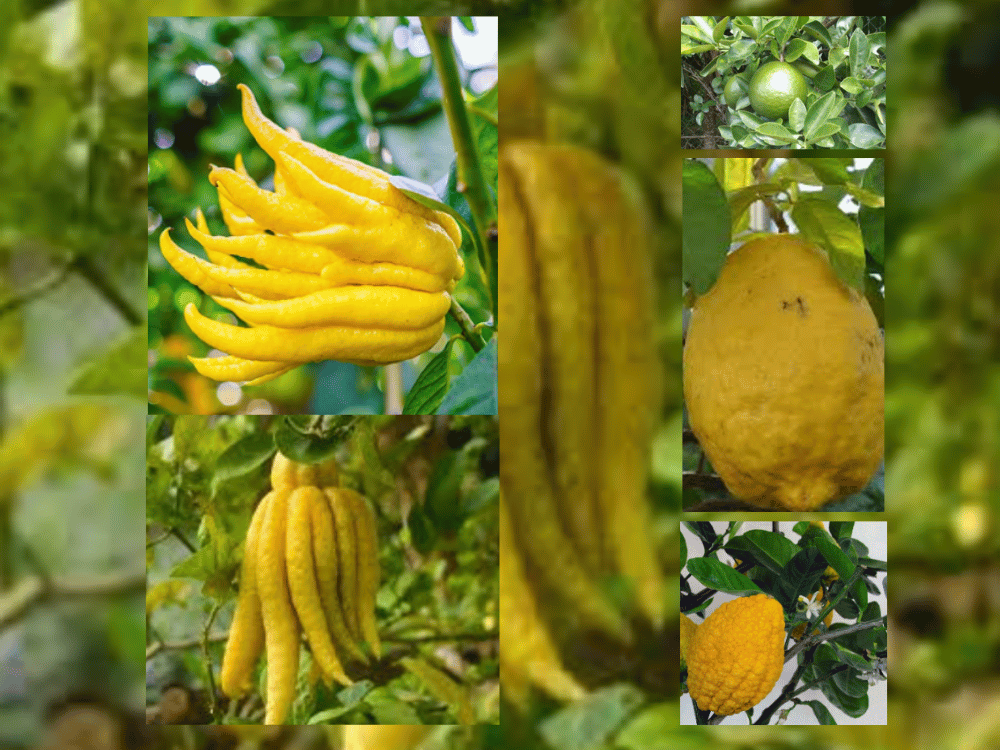 Toranj (Turanj) – Citrus medica var. typica Leguminasae