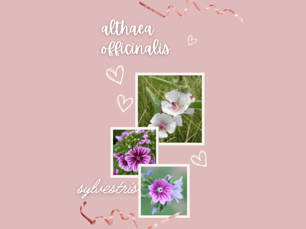 Althaea officinalis (Khatmi / Marshmallow Plant) althara-officinalis-malvaceae