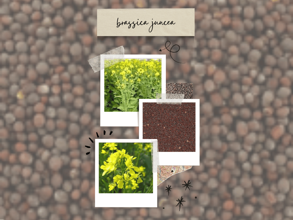 Brassica juncea (Mustard) Brassica campestris