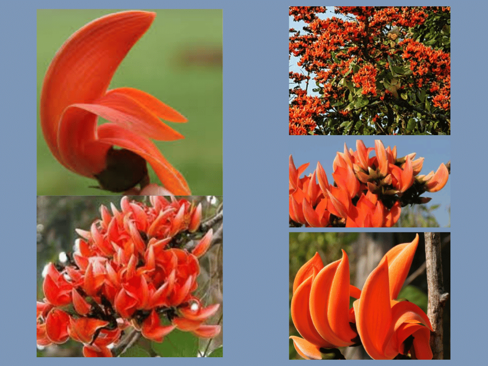 Papilionaceae