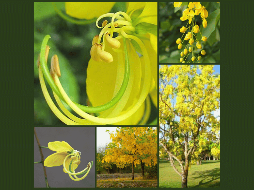 Cassia fistula: Description, Structure, and Importance Cassia Fistula Leguminosae