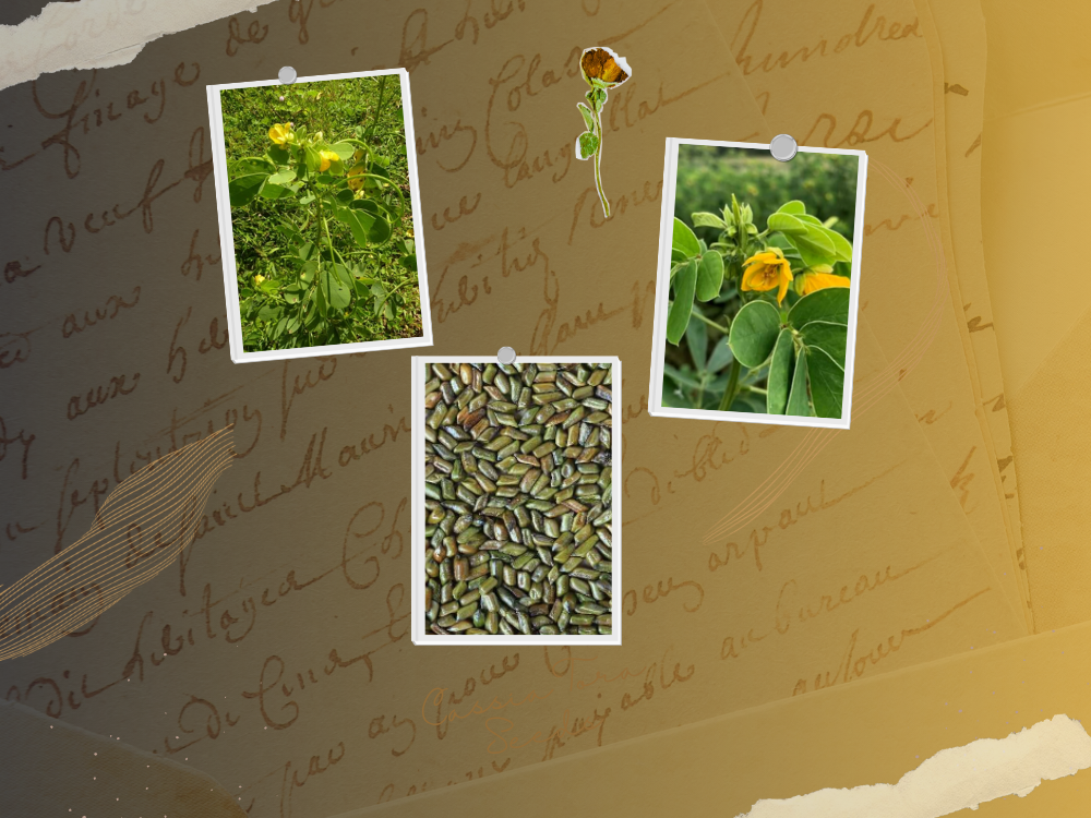 Cassia Seeds (Panwar / Cassia Species) Cassia tora seeds