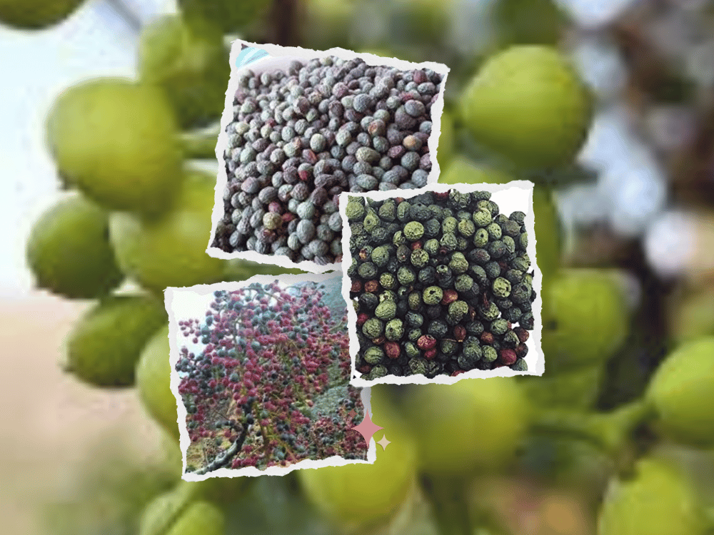 Cicer arietinum (Chickpea / Chana) Cicer arietinum