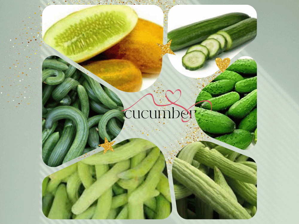 Cucumber (Cucumis sativus) cucumber-cucumis-utilissimus-cucuritacae