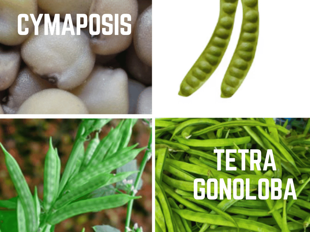 Cyamopsis tetragonoloba (Guar / Cluster Bean) Cyamposis tetra gonoloba