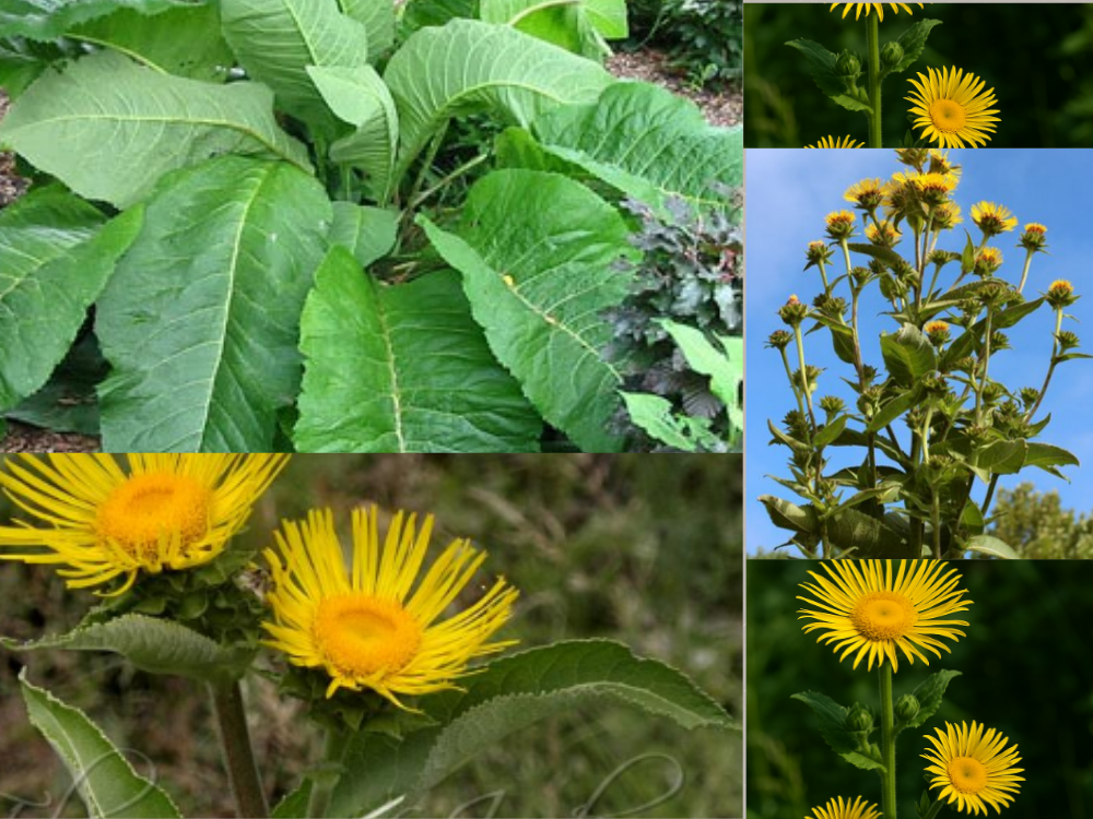 Inula racemosa Inula RaceMosa
