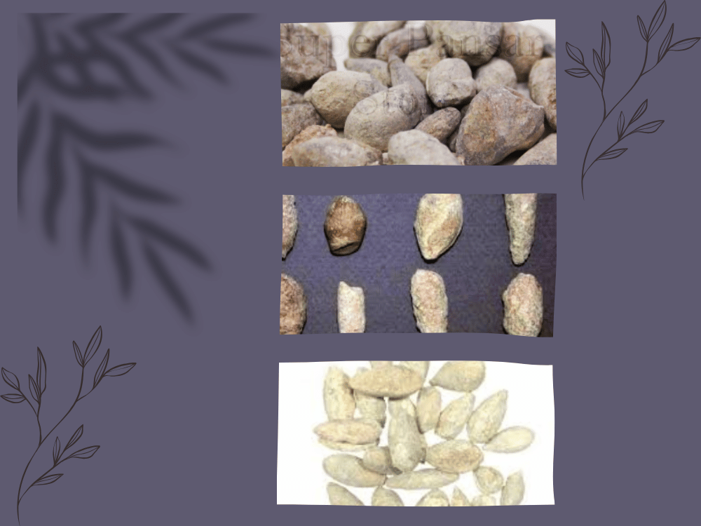 Jew’s Stone (Lapis Judaicus) stones