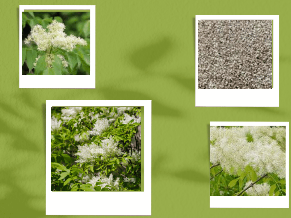 Manna (Taranjabeen / Natural Plant Exudate) Manna