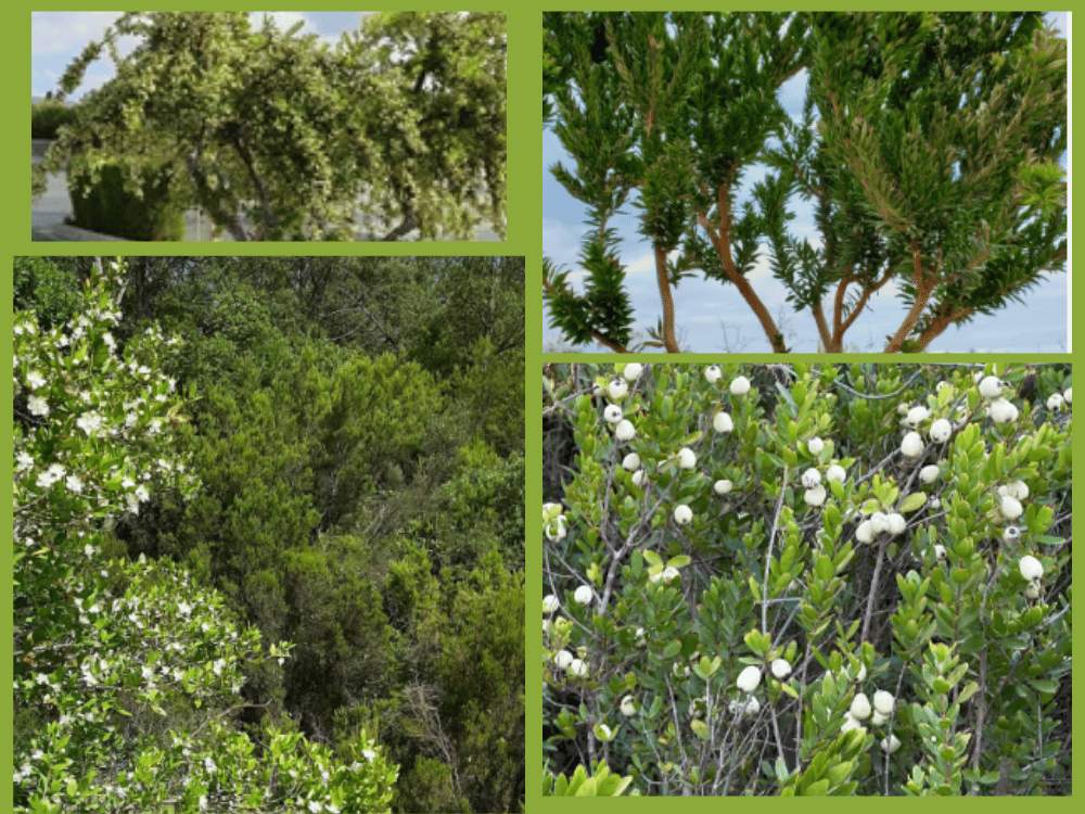Myrtus communis (Myrtle) myrtus communis mystaceae