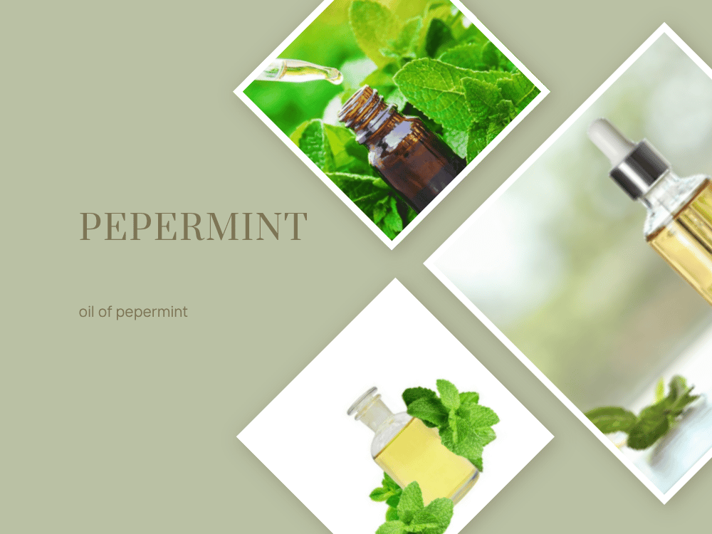 Peppermint Oil – A Complete Herbal Guide oil of pepermint